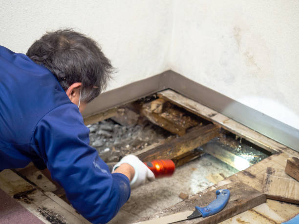 Best Mold Testing  in Pinole, CA