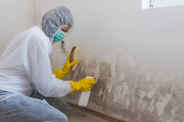 Best Mold Cleaning Services  in Pinole, CA
