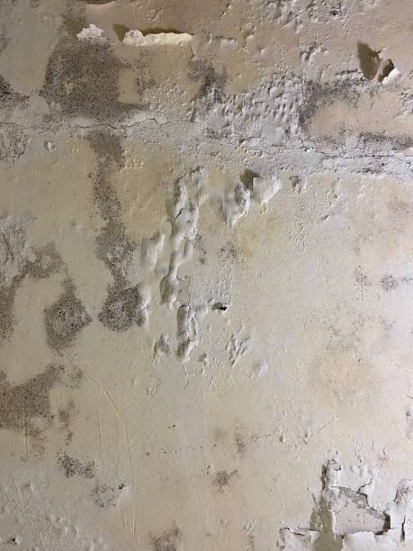 Best Mold Remediation Services  in Pinole, CA
