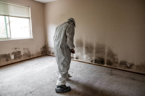 Best Professional Mold Removal  in Pinole, CA