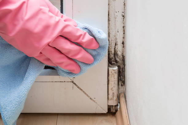 Mold Testing and Removal in Pinole, CA