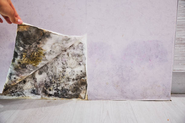 Best Best Mold Removal Companies  in Pinole, CA